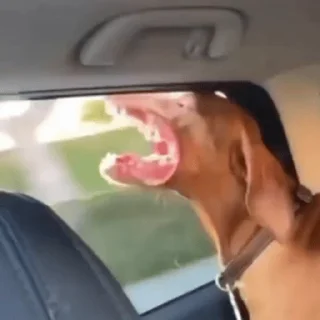 Video Sticker